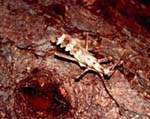 Heteropterix Male (follow the Heteropterix link to see the female)